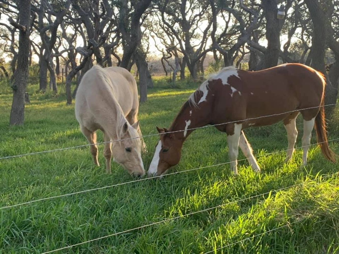 Corpus Christi Horse House